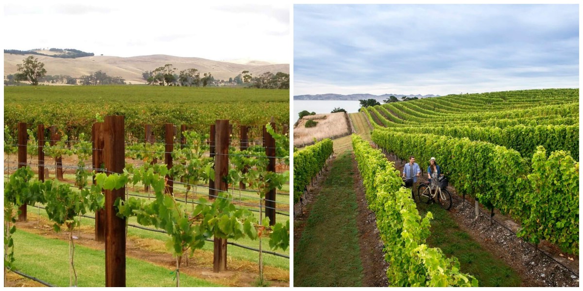 Australia vs. New Zealand: wine regions