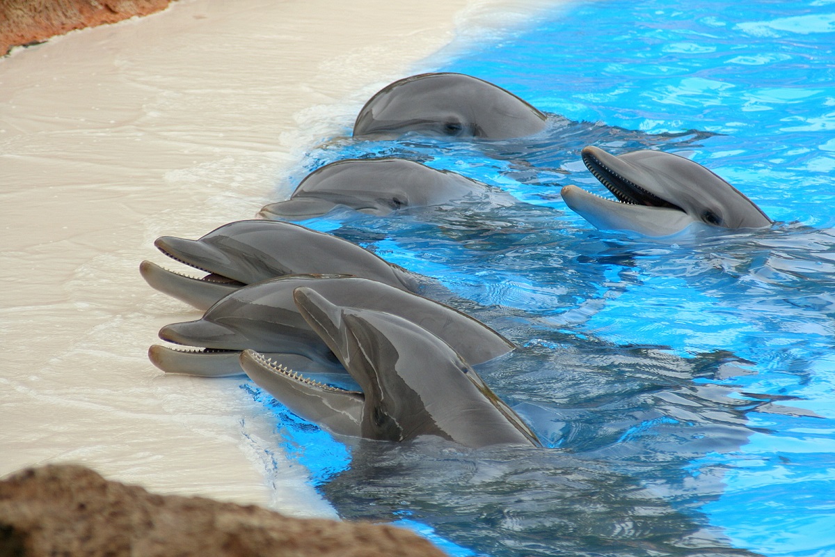 Delfines en Puerto Vallarta
