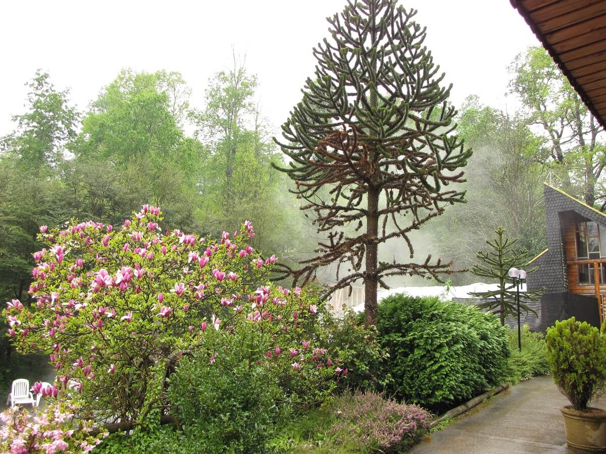 sanluis araucaria