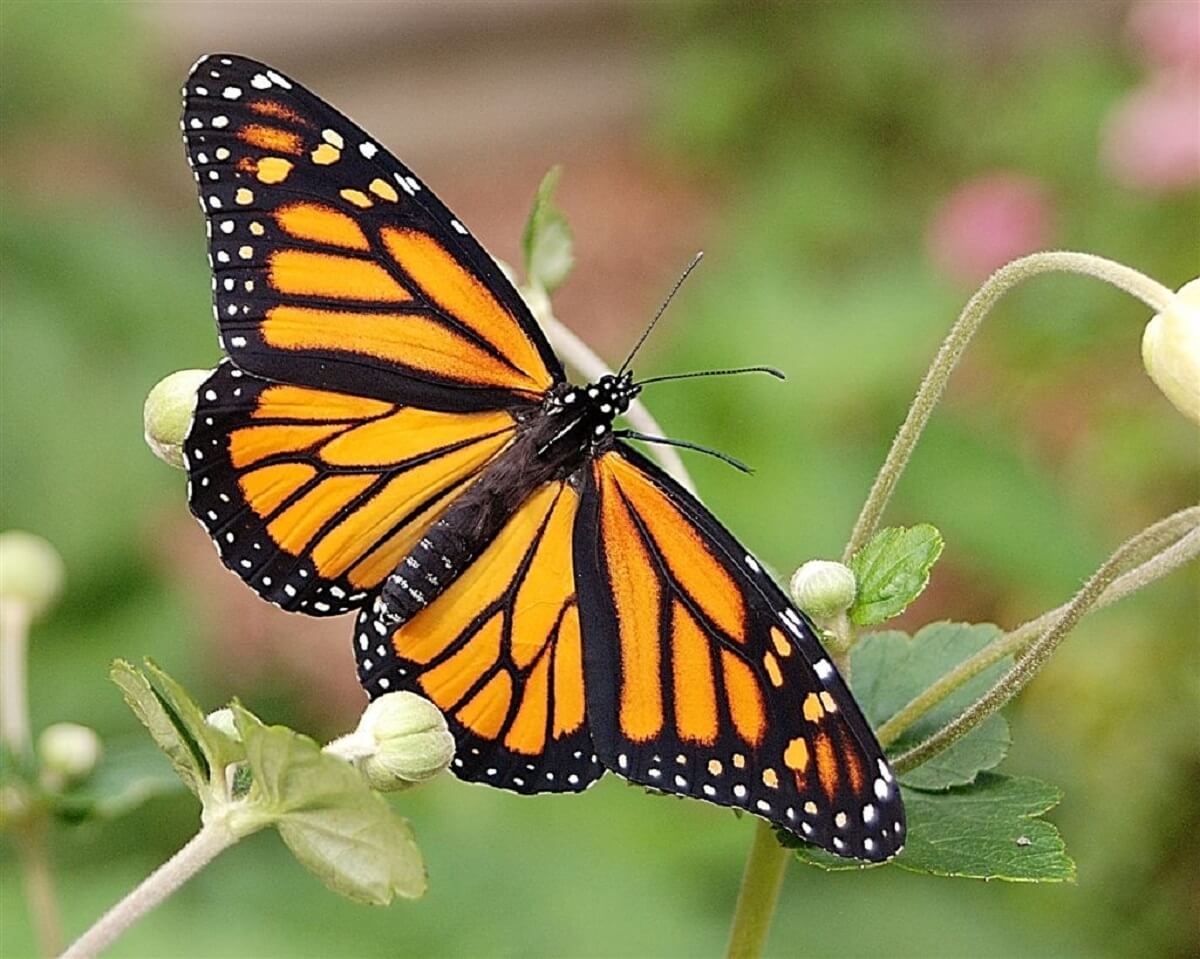 mariposas_michoacan