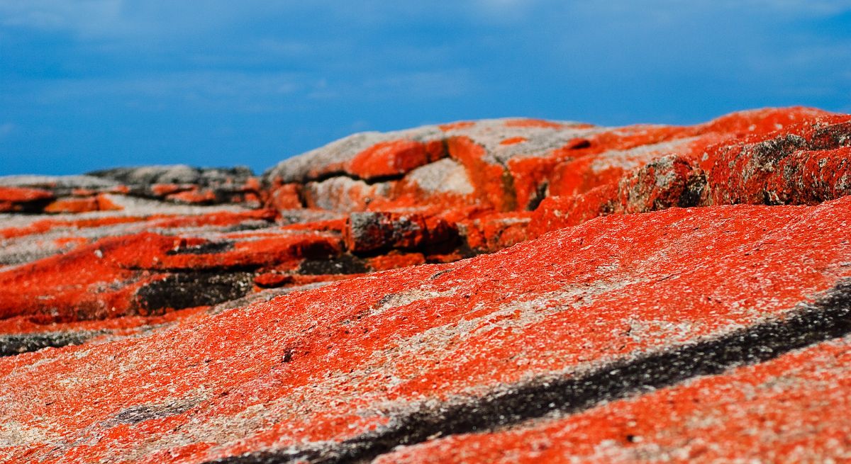 Lichen-encrusted rocks at the Bay of Fires, Tasmania