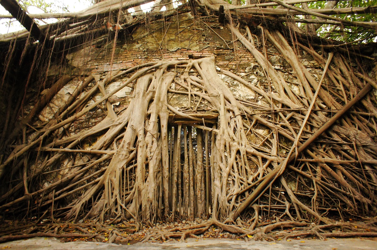 Anping_Tree_House,_Tainan_(Taiwan)