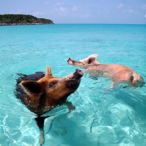 Article Cochons sur la plage de Big Major Cay - Bahamas