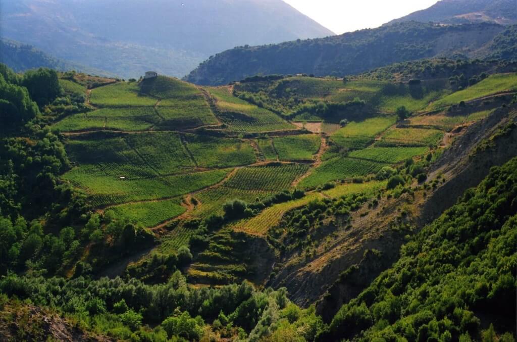 vineyard οινοποιειο αβερωφ μετσοβο
