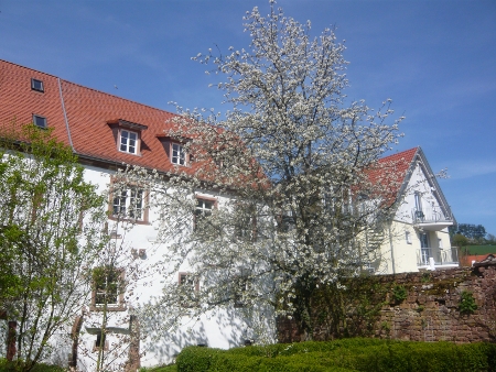 aussen_roho Blick durch den Garten auf das Hotel