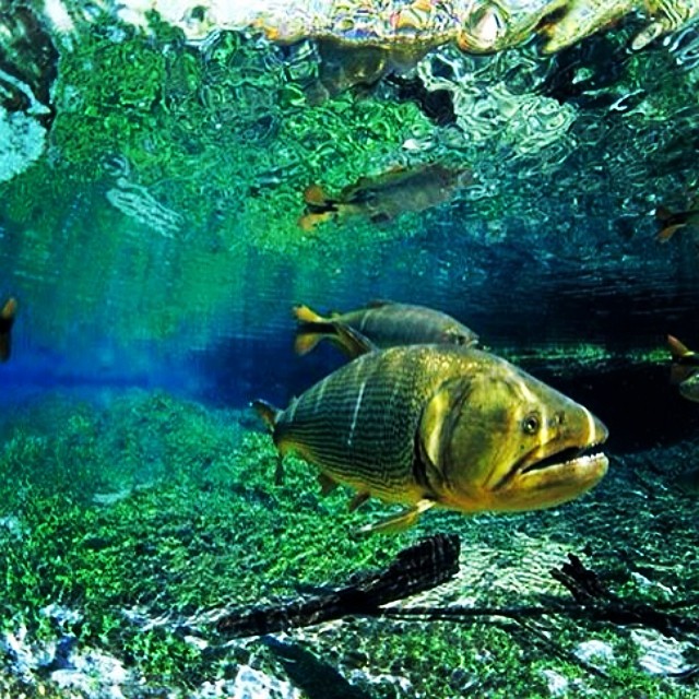 Unterwasser-Fisch