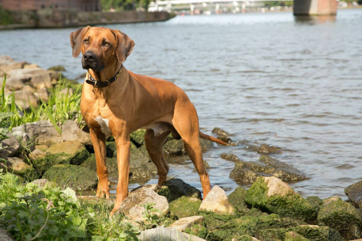 Hund Dayo von HundeReisenMehr
