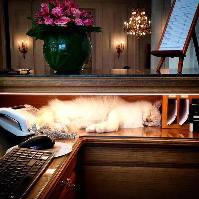 Kleopatre Hauskatze Le Bristol