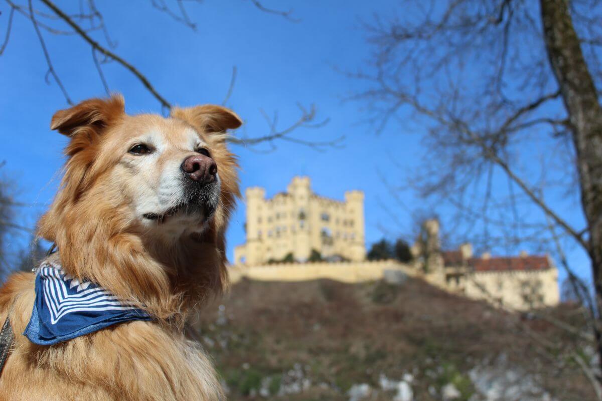 Hund Mailo von wufflog