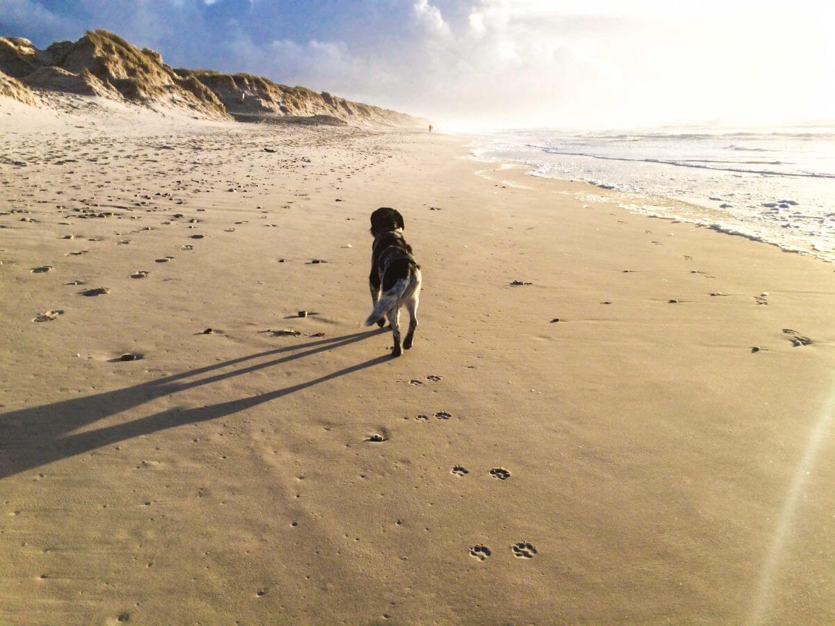 Hund Moe von Moe&me