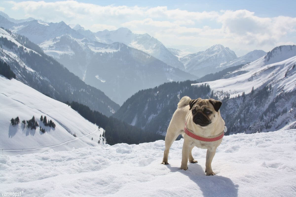 Hund Molly in Damüls in Österreich