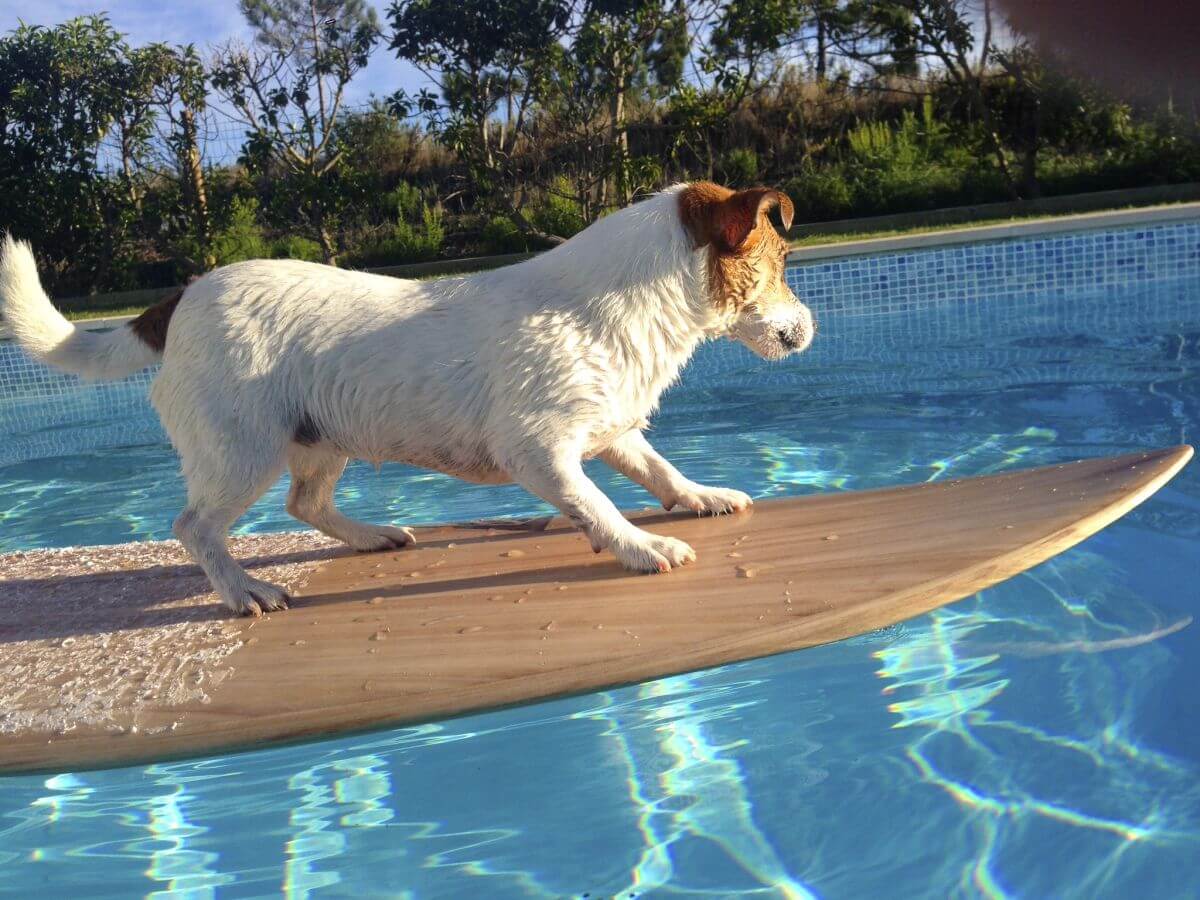 Hündin Pixie von LesWauz auf einem Surfbrett