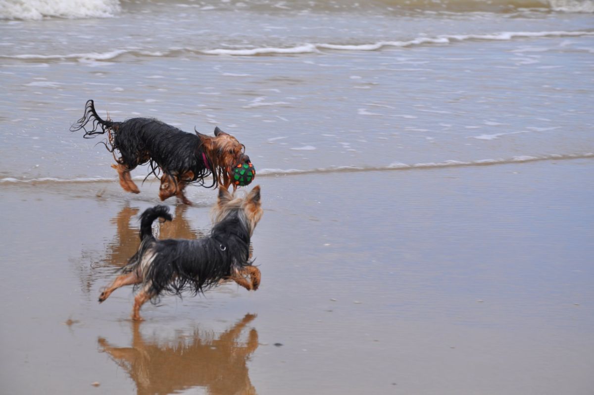 Die Yorkshire Terrier Amy und Kimi am Strand