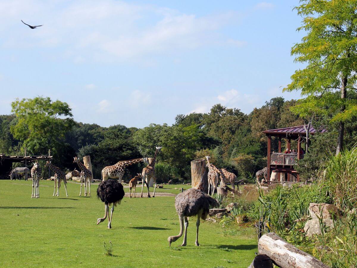 Safari für Familien Kiwiara Lodge